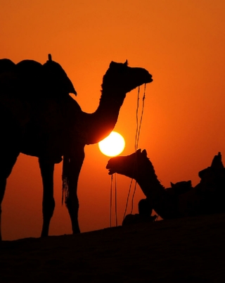 Camel trekking in Merzouga | Erg Chebbi camel ride to camp