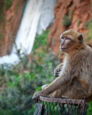 private Marrakech day trip to Ouzoud waterfalls,full day guided Ouzoud excursion